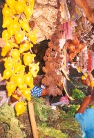 Witches Ingredients
