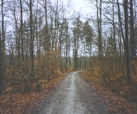 Forrest Path