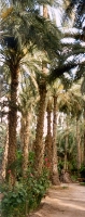 Oasis Near