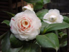 camellia blossom