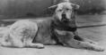 hachiko whilst still alive