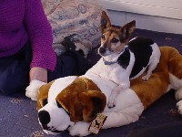 Lucky and the teddy dog