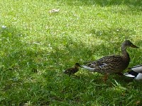 The ducks again