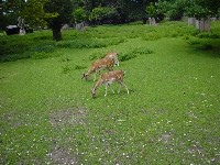 Deer in the Hirschgarten