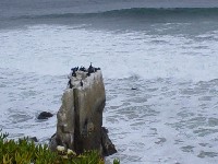 Birds on a Rock