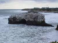 More birds on a rock