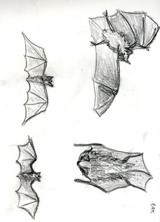 bat1