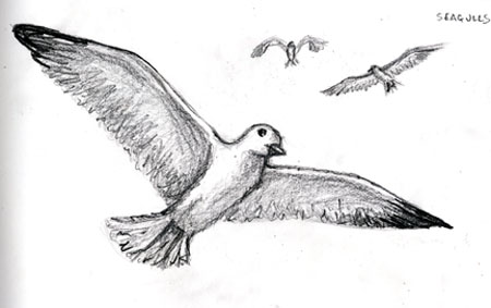 seagull2