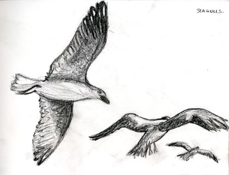 seagulls1
