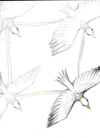 seagulls4