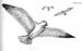 seagull2