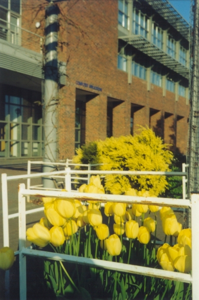 yellowtulipsoutisdeca