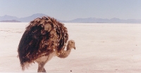 Ostrich On Salt