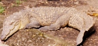 Crocodile