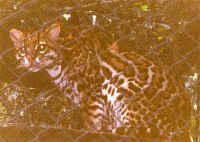 Ocelot