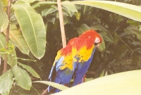 Scarlet Macaw