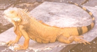 Iguana