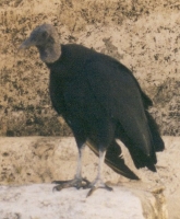 Vulture