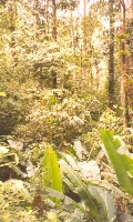 Cloud Forest2