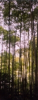 Bamboo Grove