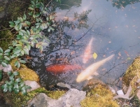Fish Garden
