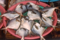 Freshly Caught Something