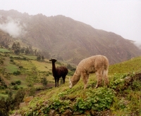 Llama Grazing