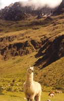 When Llamas Attack