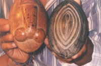 Witch Doctor In Action