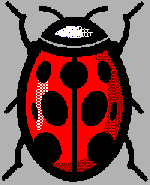 A picture of a Ladybird