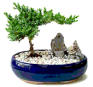 a bonsai tree